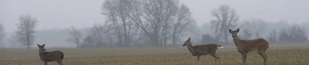 Three deer in field