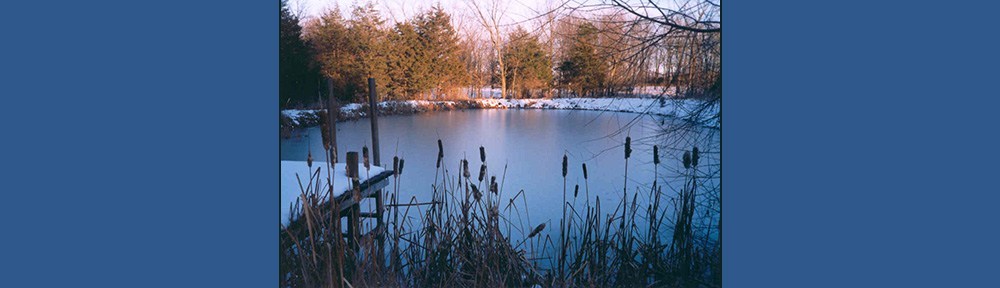 A pond in winter